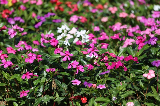 Brunnenkresse Blumenblume blühen im Blumengarten.