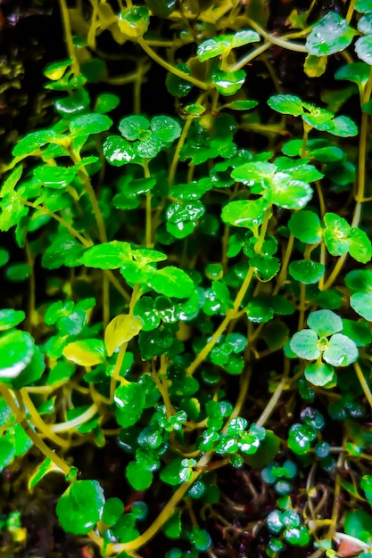 Brunnenkresse Pflanze Nahaufnahme. Hintergrund der Makrofotografie