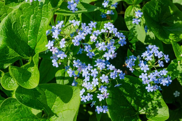 Brunnera macrophylla, der sibirische Bugloss, große Vergissmeinnicht, große Blattbrunnera oder Herzblatt, ist eine Blütenpflanzenart aus der Familie der Boraginaceae.