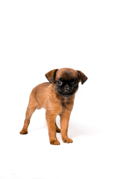 Bruselas Griffon o petit brabanson cachorro sobre fondo blanco aislado