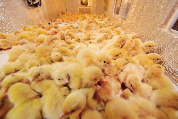 Foto brut von hühnern und wachteln in einem inkubator auf einer geflügelfarm