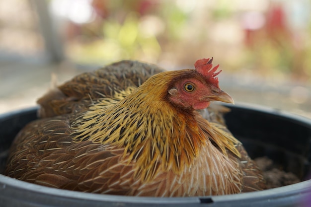 Bruteier der braunen Henne im Nest