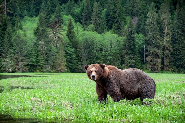 Brutus im Khutzeymateen Grizzly Bear Sanctuary, Nord-British Columbia, BC, Kanada