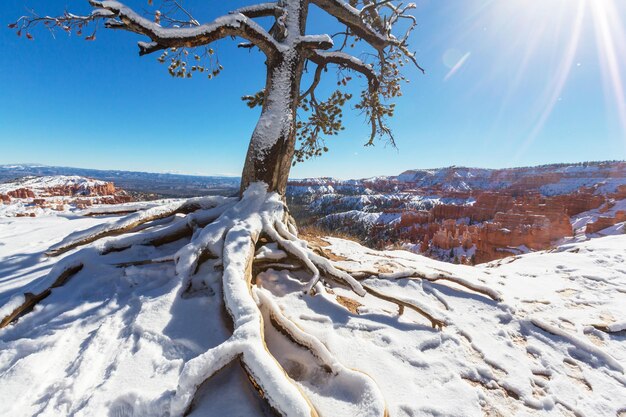 Bryce Canyon mit Schnee in der Wintersaison.