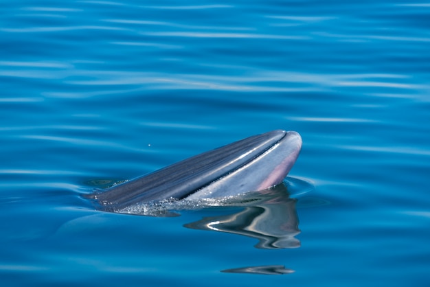 Brydes Wal im Thailand-Ozean