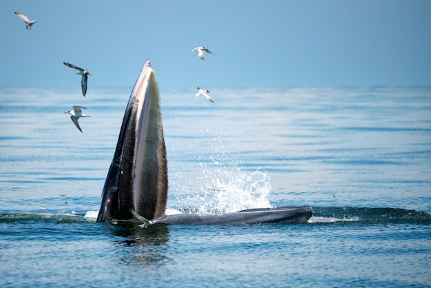 Brydes Wal tauchen über dem Meer auf. Es fliegen viele Möwen herum.
