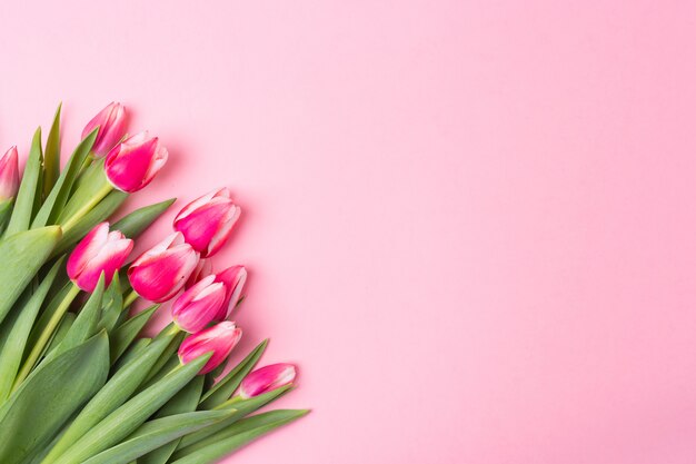 Btight rosafarbener Hintergrund des Frühlinges mit Frühling blüht Tulpen. Freiraum. Platz kopieren. Draufsicht