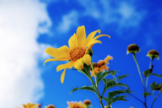 Bua Tong Blume am blauen Himmel.