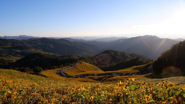 Bua Tong Field Doi Mae U Kho