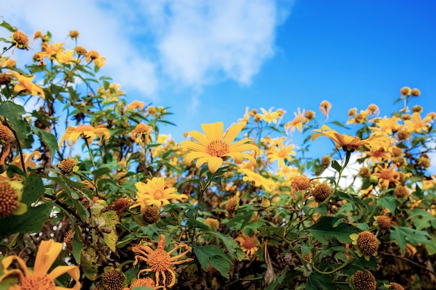 Bua tong flor en el cielo.