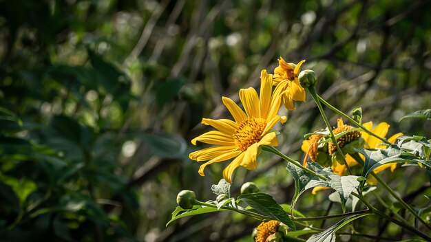 Bua Tong girasol mexicano