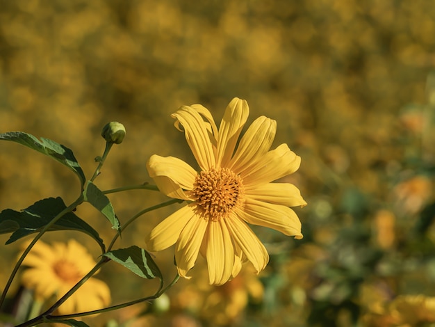 Bua Tong Mexikanische Sonnenblume