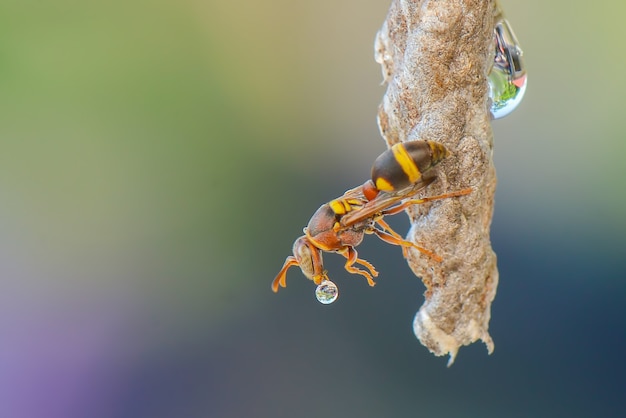 Bubble waps im Naturhintergrund