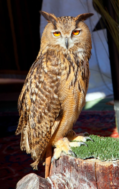 Bubo bubo búho real ave nocturna