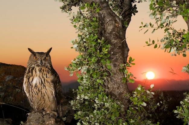 Bubo bubo el búho real es una especie de ave estrigiforme de la familia strigidae