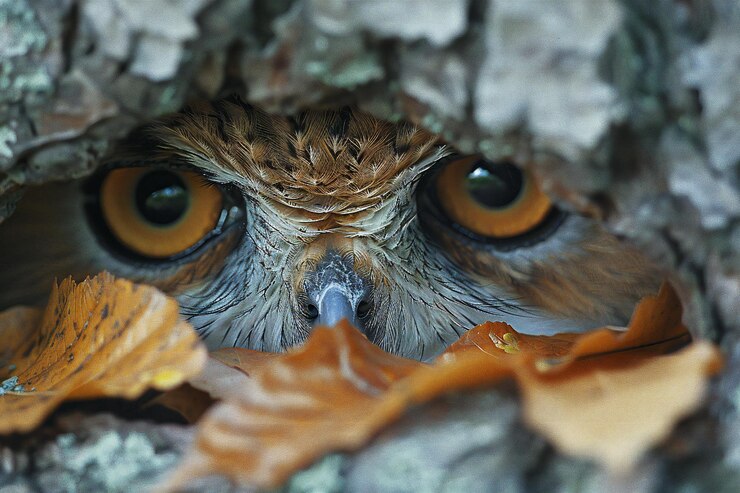 Foto bubo bubo em uma cavidade de uma árvore no outono