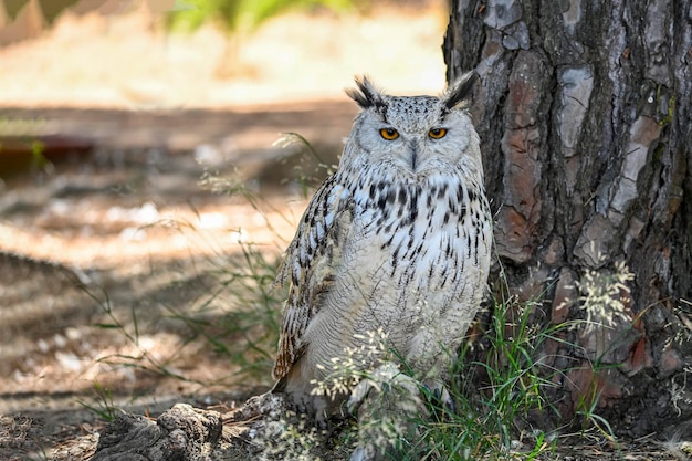 Bubo bubo Sibiricus búho siberiano es una especie de ave Strigiformes en la familia Strigidae