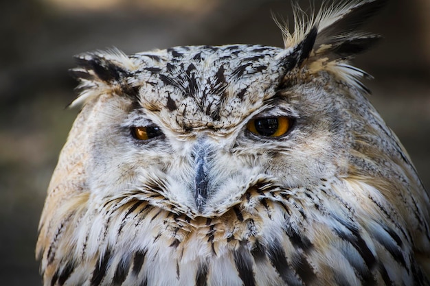 bubo linda coruja com penas cinza e brancas, olhos laranja