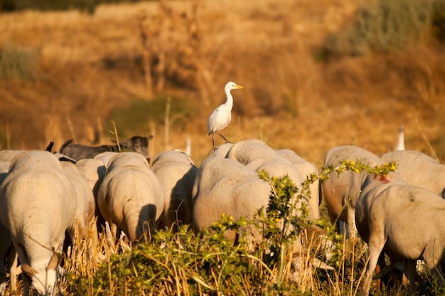 Bubulcus ibis - A garça-vaqueira é uma espécie da família Ardeidae.