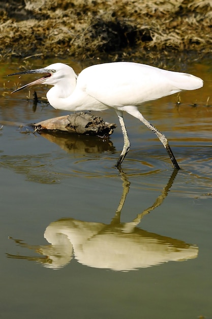 Bubulcus ibis - A garça-vaqueira é uma espécie da família Ardeidae.