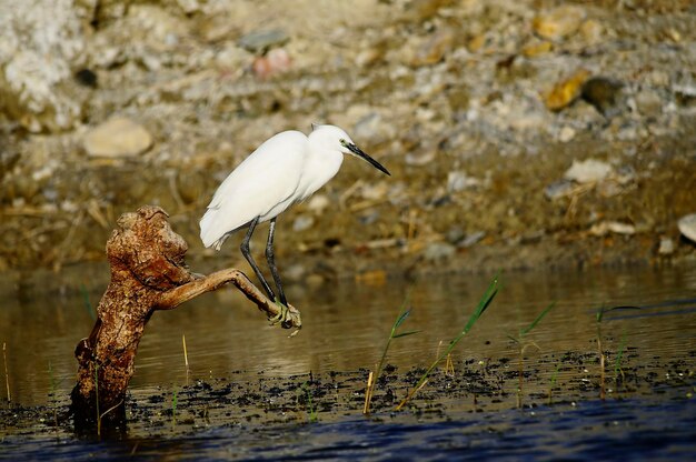 Bubulcus ibis - Der Kuhreiher ist eine Art aus der Familie der Ardeidae.