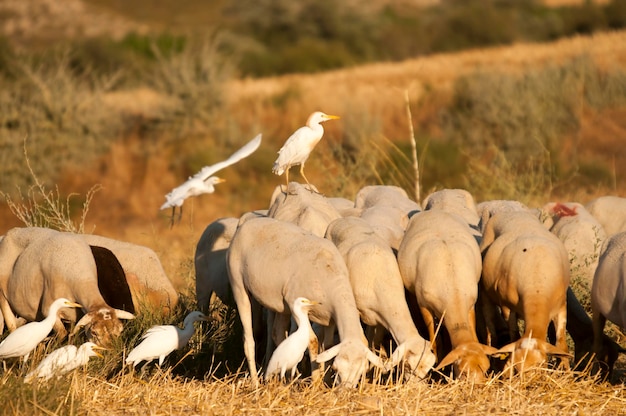 Foto bubulcus ibis - la garcilla bueyera es una especie de la familia ardeidae.