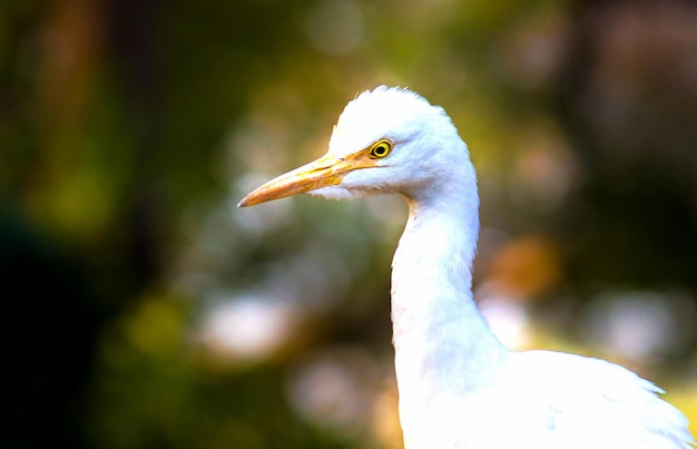 Bubulcus ibis o garza o comúnmente conocido como la garcilla bueyera en su entorno natural