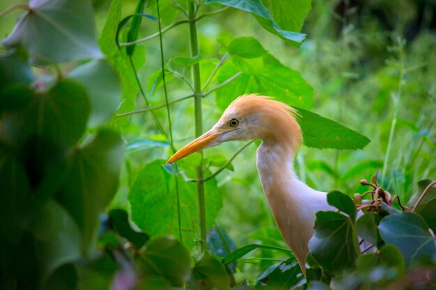 Bubulcus ibis oder Heron oder allgemein als Kuhreiher in seiner natürlichen Umgebung bekannt