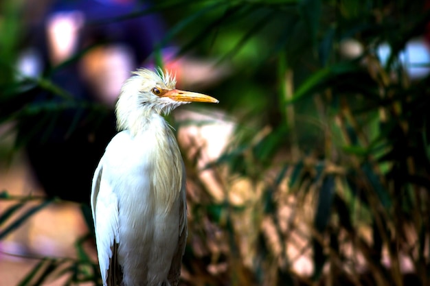 Bubulcus ibis ou garça ou comumente conhecido como a garça-vaqueira em seu ambiente natural