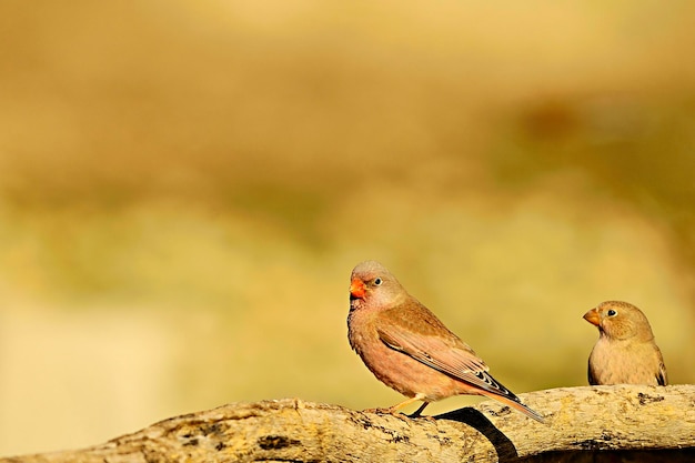 Bucanetes githagineus - O trumpeter bullfinch é uma espécie de ave passeriforme da Fringillidae