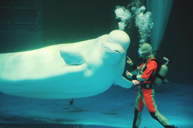 Foto buceador de pie con una ballena beluga en un acuario