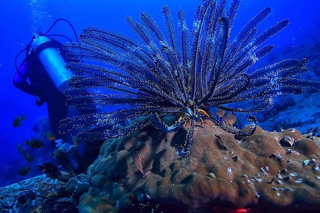 bucear en el agua / escena del mar, descansar en el océano, vida silvestre bajo el agua