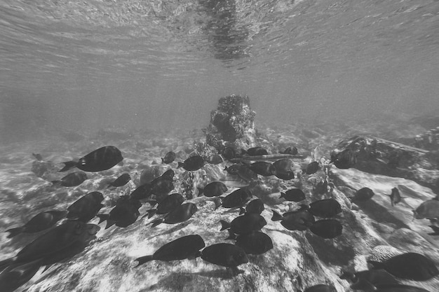 Foto el buceo en curaçao