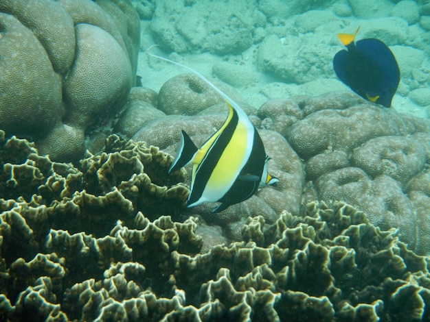 El buceo en la isla de Socotra Océano Índico Yemen