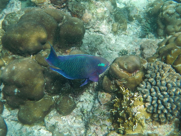 El buceo en la isla de Socotra Océano Índico Yemen