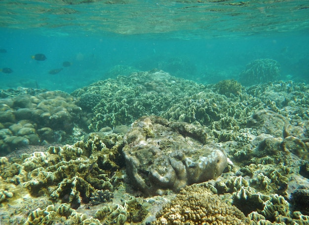 El buceo en la isla de Socotra, Océano Índico, Yemen