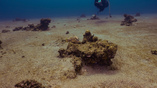 Buceo en el Mar Rojo