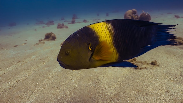 Buceo en el Mar Rojo