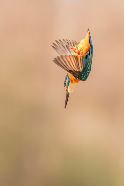 Buceo Martín pescador común europeo (Alcedo atthis).