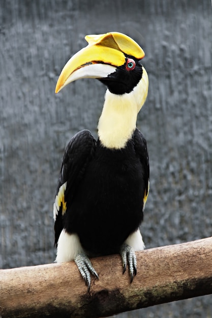 Foto buceros vogel