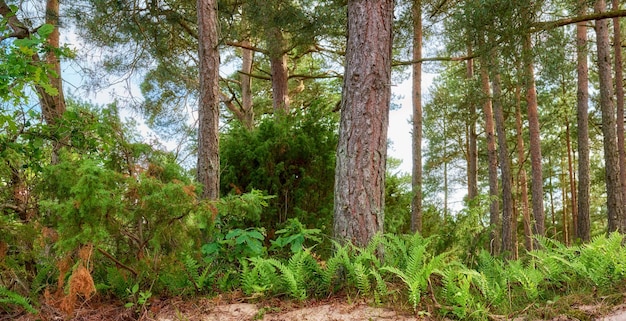 Buchen, die auf einer abgelegenen, unbewirtschafteten Waldwiese oder Landschaft in Norwegen wachsen Überwucherte, üppig grüne Wälder in einer ruhigen, ruhigen, ruhigen Zen-Landschaft