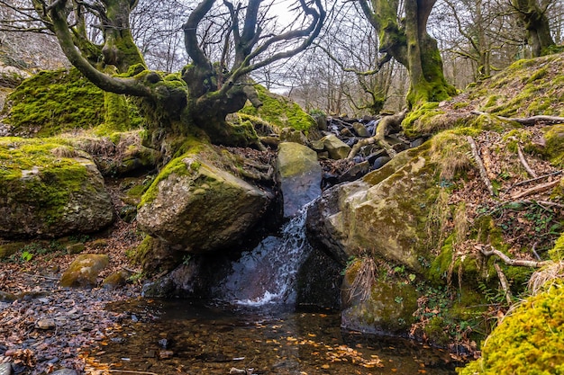 Buchenwald am Aufstieg zum Berg Adarra neben einem Wasserfall in der Gemeinde Urnieta in Guipuzco bei San Sebastian im Baskenland