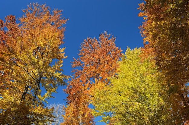 Buchenwald auf Hintergrund des blauen Himmels. Helle Farben des Herbstes. Zweige mit Herbstlaub