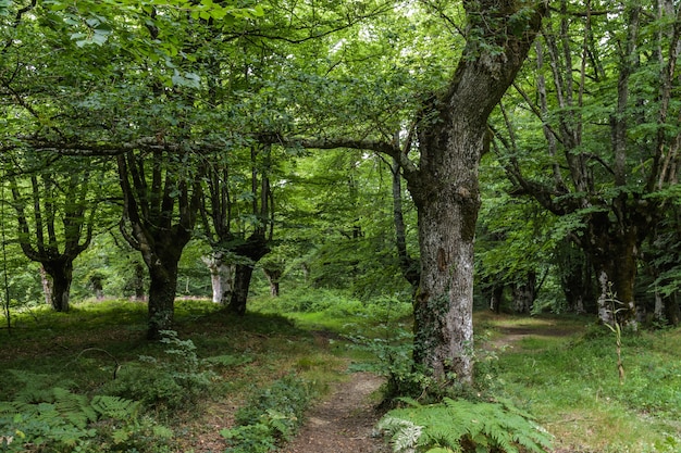 Buchenwald &amp; dichtes Laub in einer tiefgrünen Landschaft