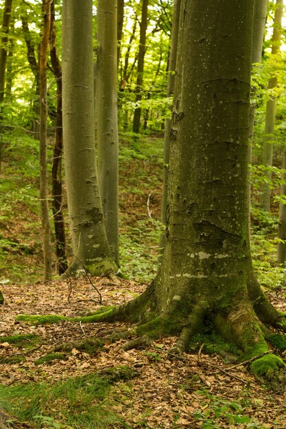 Buchenwald. Die Buche ist ein Laubbaum, die wichtigste waldbildende Art der europäischen Wälder