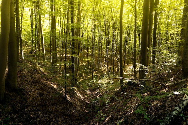 Buchenwald. Die Buche ist ein Laubbaum, die wichtigste waldbildende Art der europäischen Wälder