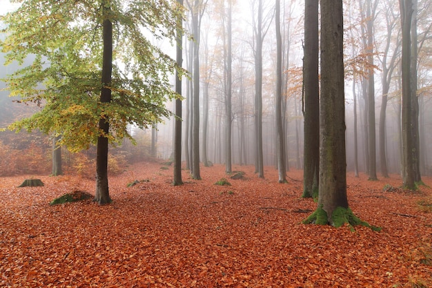 Buchenwald im Herbst