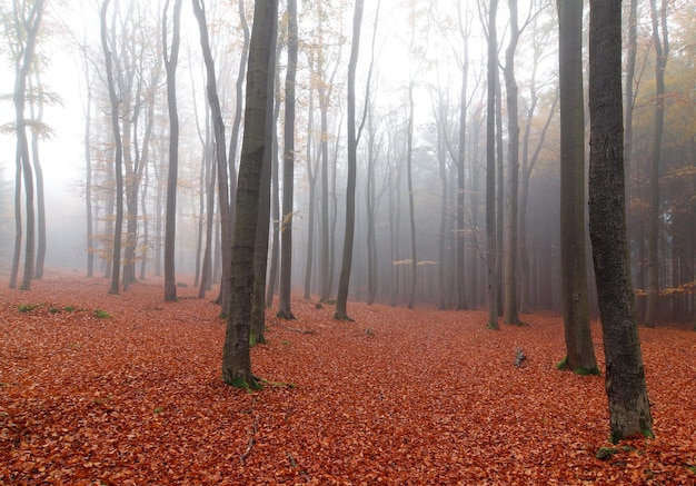 Buchenwald im Herbst