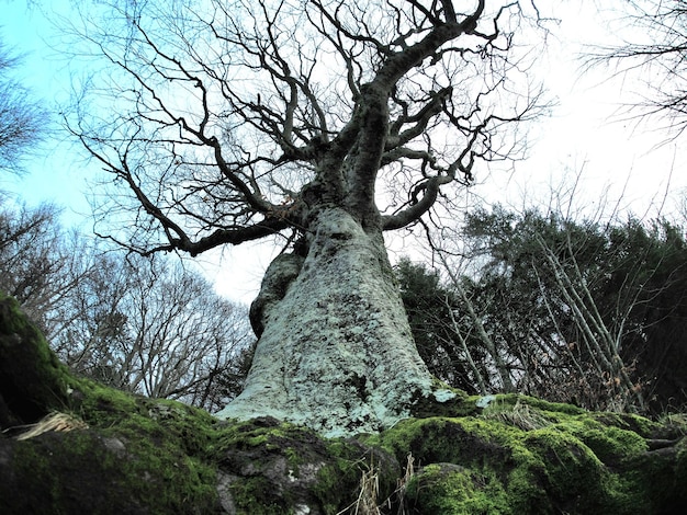 Buchenwald mit einem sehr alten Baum in Calamone Ventasso See Italien