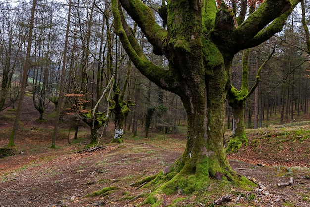 Buchenwald Otzarreta. Gorbea Naturpark. Spanien.